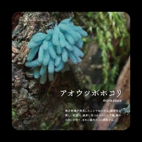 アオウツボホコリ