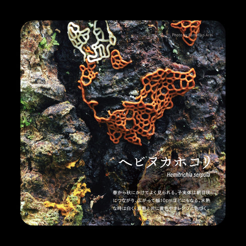 ヘビヌカホコリ