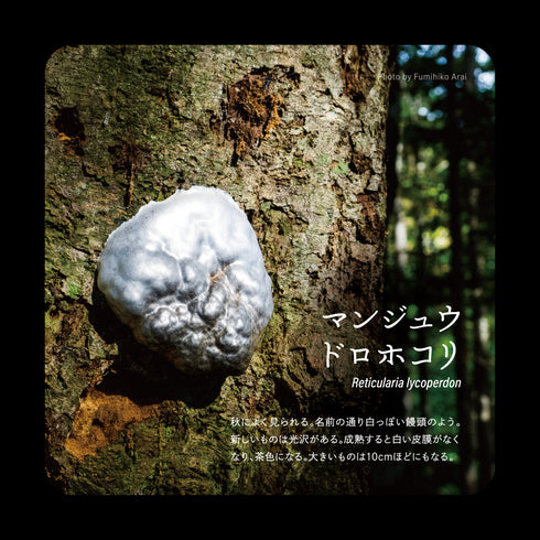 マンジュウドロホコリ