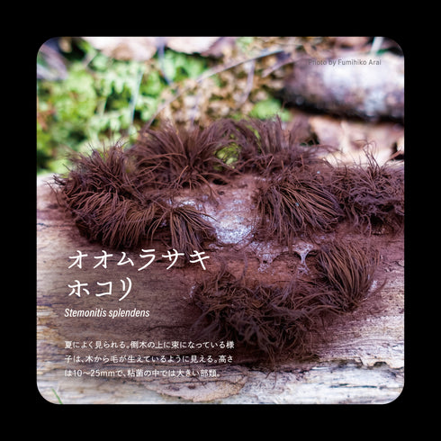 オオムラサキホコリ